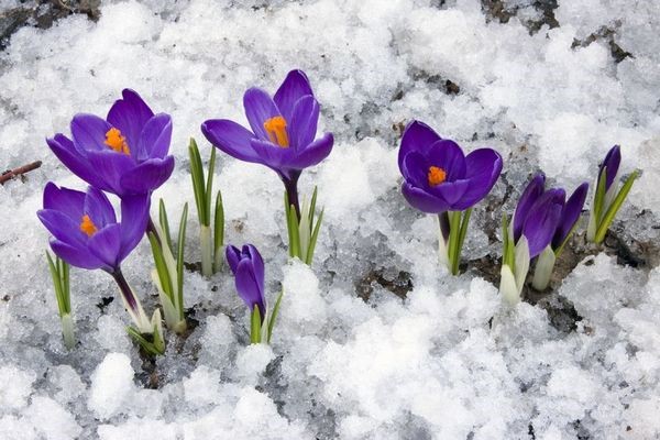 Easter Crocus