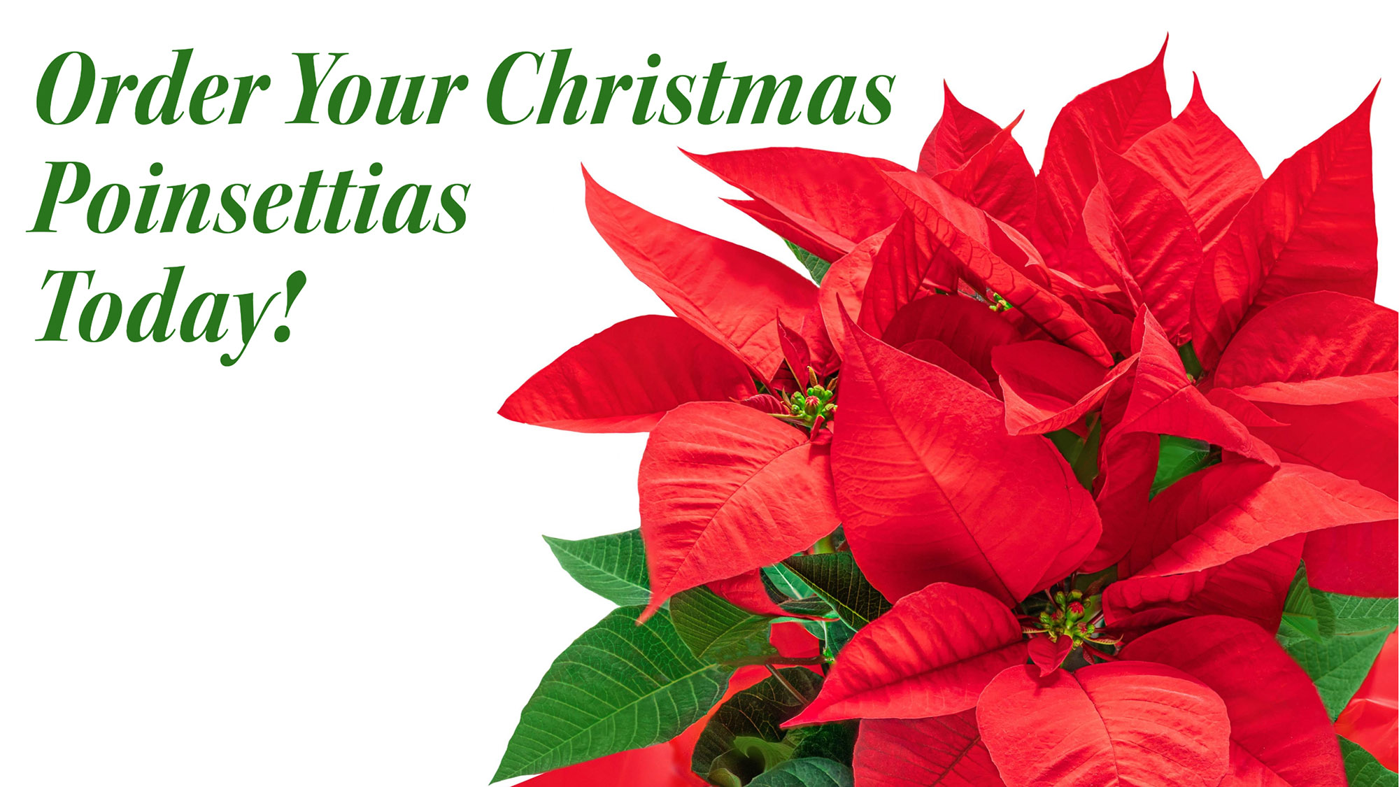 Christmas Poinsettias V2 website